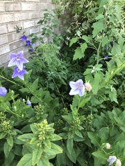 Platycodon grandiflorus