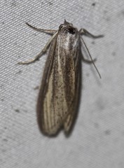 Prionopterina grammatistis