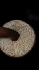 Lactarius lignyotellus