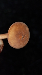 Lactarius lignyotellus