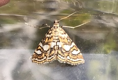 Elophila ekthlipsis