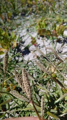 Sporobolus alopecuroides