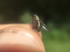 Chrysops univittatus