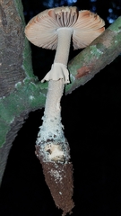 Amanita pelioma