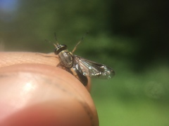 Chrysops univittatus