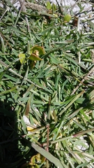 Sporobolus alopecuroides