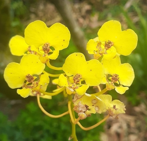 Rossioglossum ampliatum, 2024-03-19