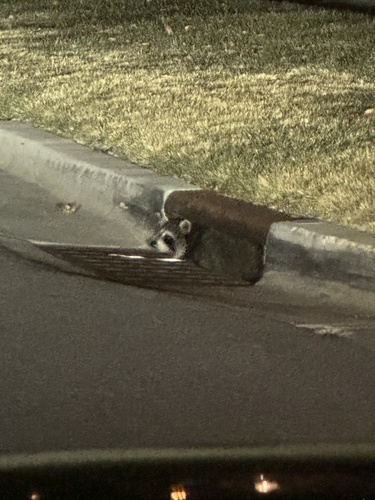 Common Raccoon photographed in Utah