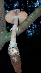Amanita pelioma