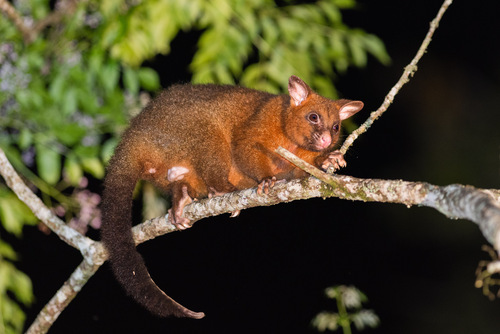 Trichosurus johnstonii (Ramsay, 1888)