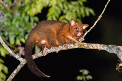 Coppery Brushtail photo 1