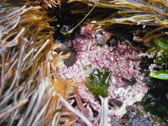 Chamberlainium tumidum