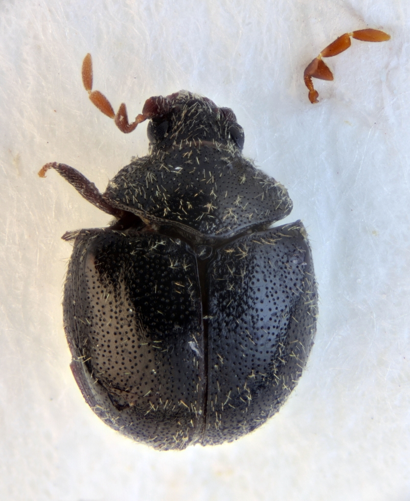 Caenocara affine