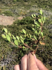Arctostaphylos pacifica