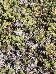 Arctostaphylos pacifica