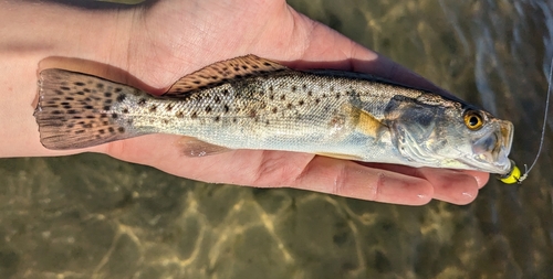 Spotted Seatrout