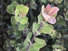 Arctostaphylos pacifica
