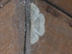 Cyclophora dataria
