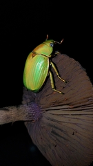 Chrysina costata