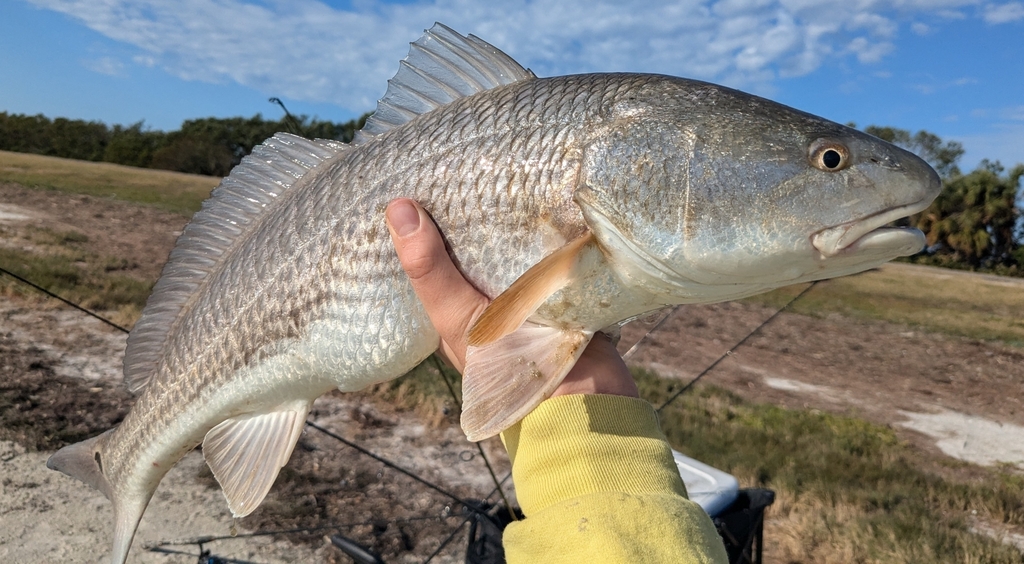 Sciaenops