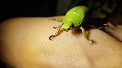 Chrysina costata