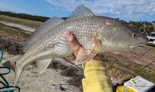 Red Drum, photo 9 of 9