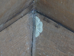 Cyclophora dataria