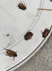 Cyclocephala pasadenae