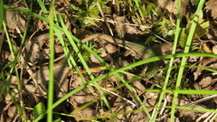 Podarcis melisellensis