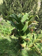 Veratrum album
