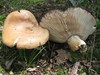 Fishbiscuit Russula - Photo (c) mycowalt, some rights reserved (CC BY-NC), uploaded by mycowalt