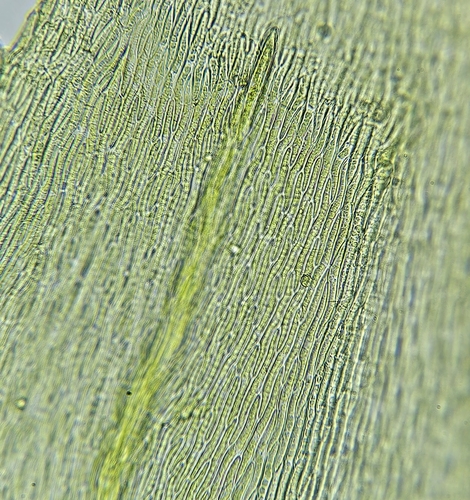 Image of Oxyrrhynchium hians by (c) Helen Waterman, some rights reserved (CC BY)