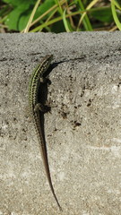 Podarcis melisellensis