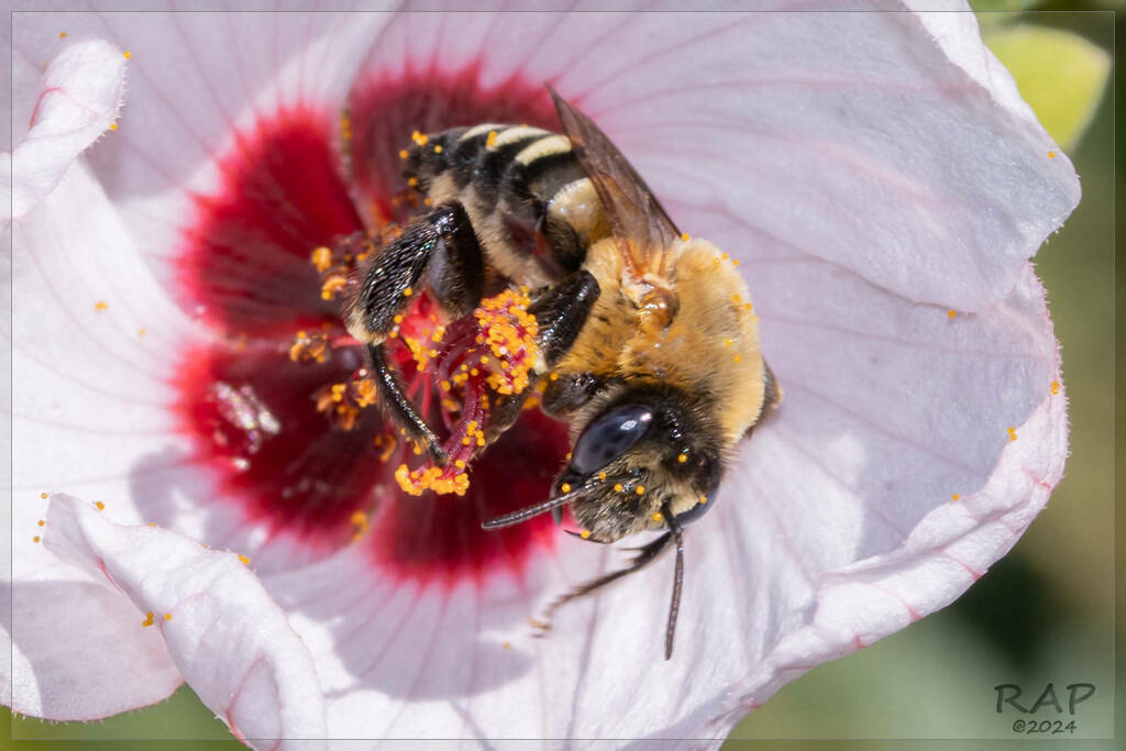Yellow-striped Turret Bee