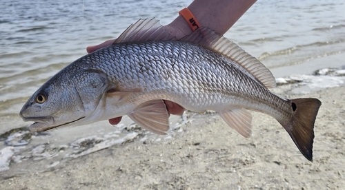 Red Drum