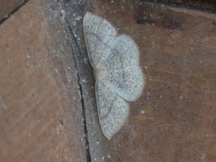 Cyclophora dataria