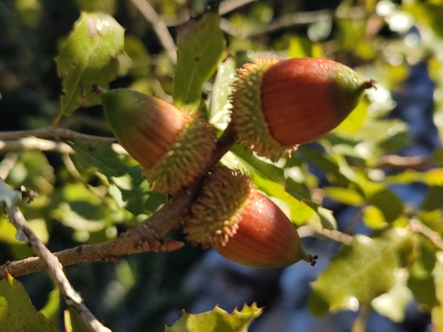 False-kermes oak