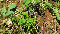Melanargia galathea