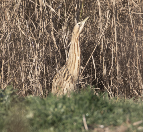 Avetoro común (Botaurus stellaris)