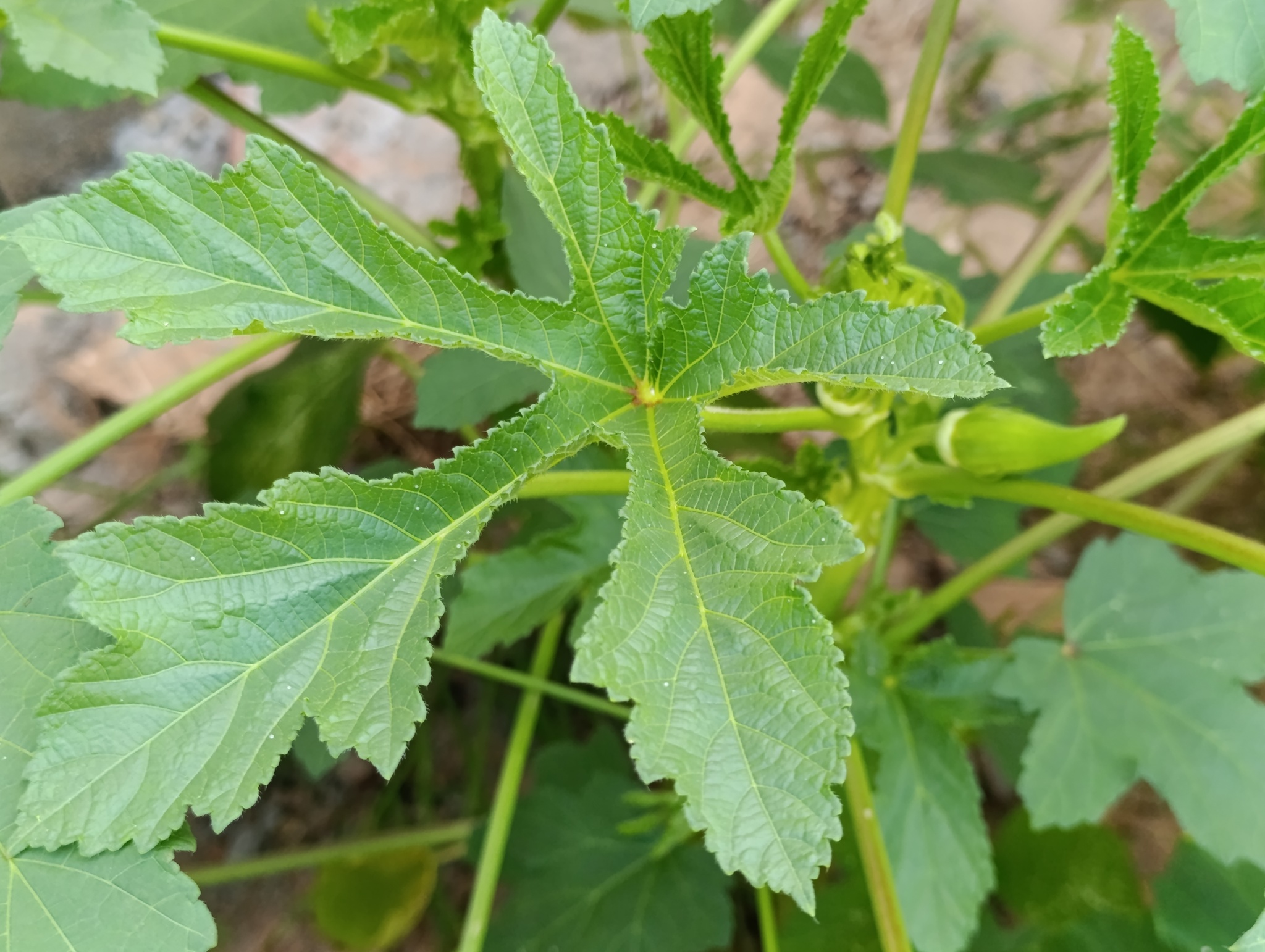 Abelmoschus esculentus
