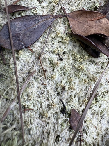 Sphagnum fitzgeraldii observed 2024-12-28