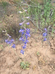 Delphinium scaposum