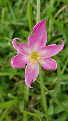 Zephyranthes miradorensis, photograph 2