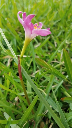 Zephyranthes miradorensis, photograph 3