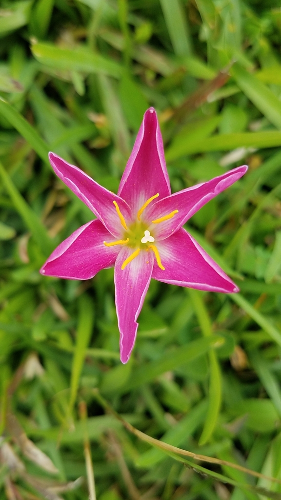 Zephyranthes miradorensis; photograph (c) Alan Rockefeller, some rights reserved (CC BY)