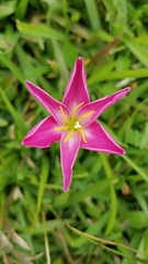 Zephyranthes miradorensis