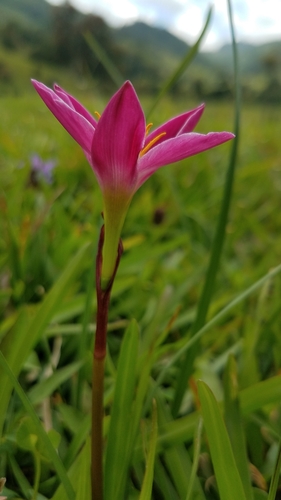 Zephyranthes miradorensis, photograph 1