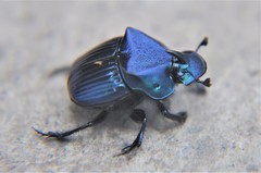 Phanaeus adonis