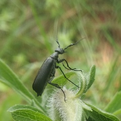 Epicauta curvicornis