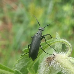 Epicauta curvicornis